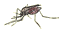 It is a mosquito