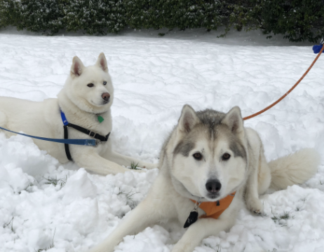 Indy and Raiden in snow