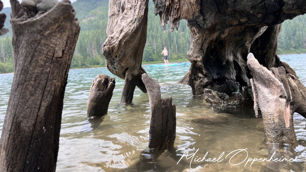 driftwood2385