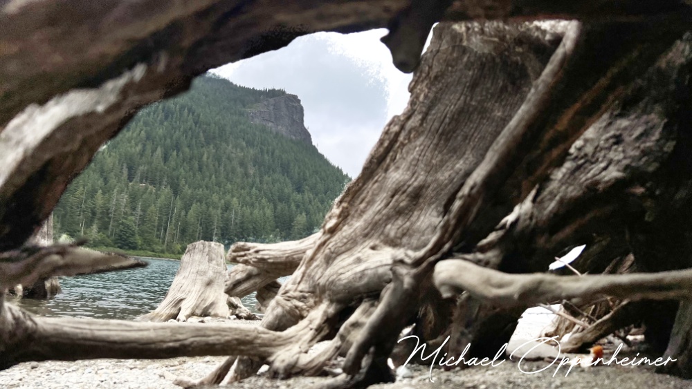 driftwood2386