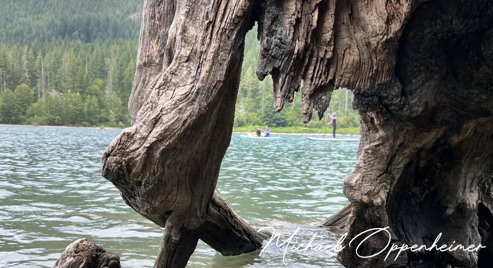 driftwood2387