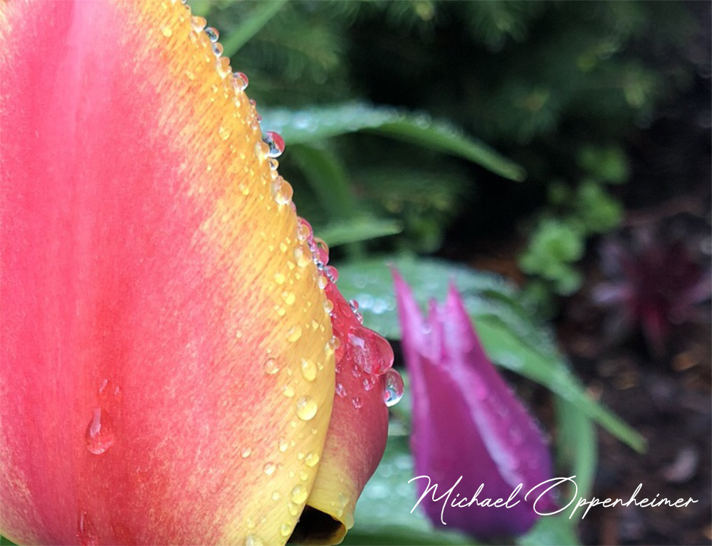 flower-with-drops1906