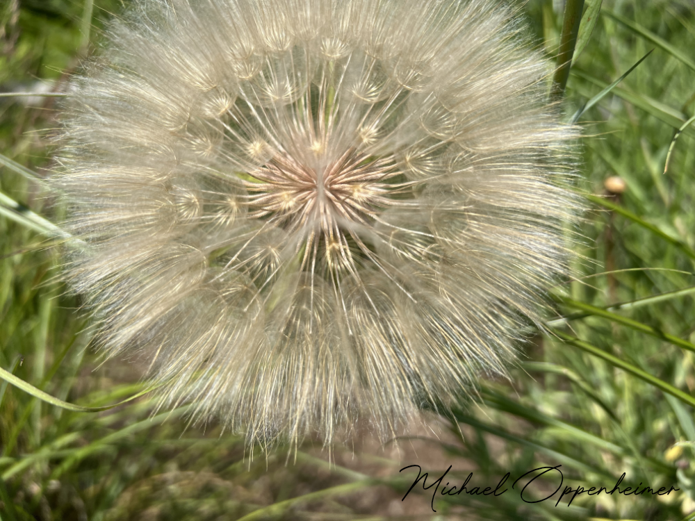 flower9423