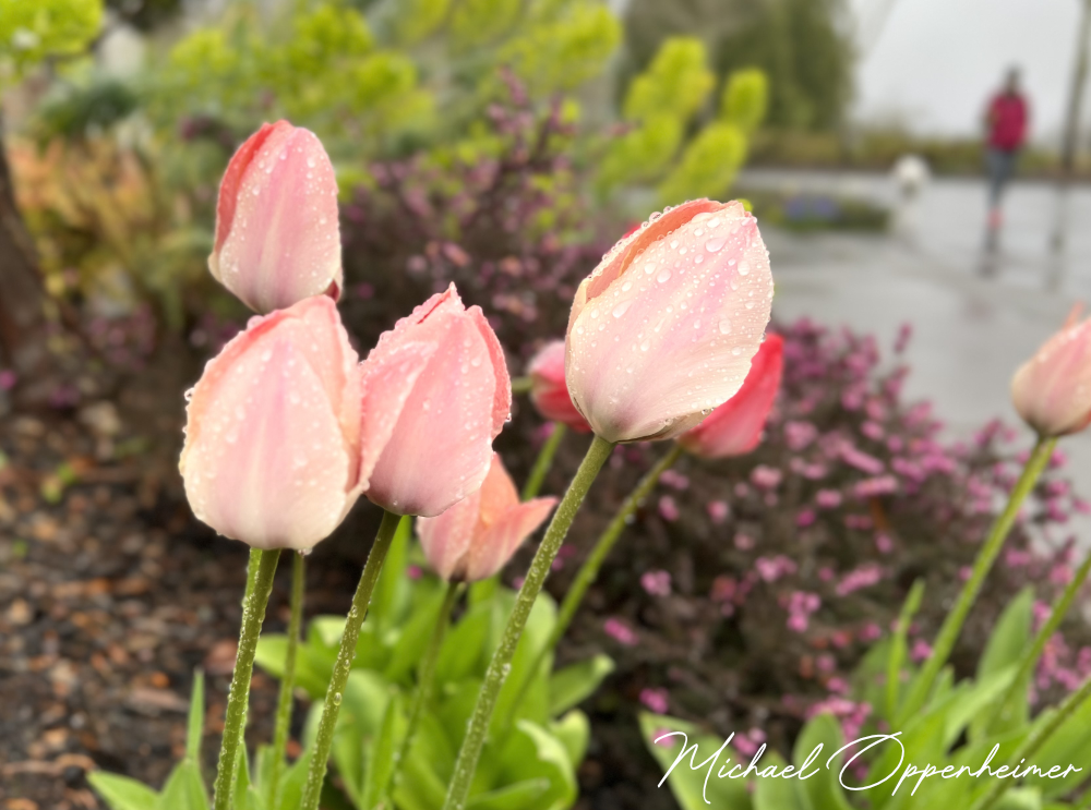 flowers-with-drops9137