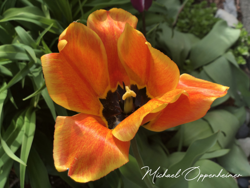 flowers0402