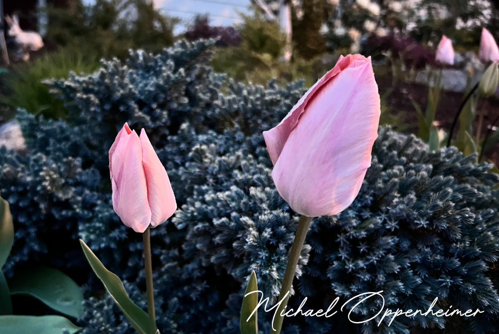 flowers0463