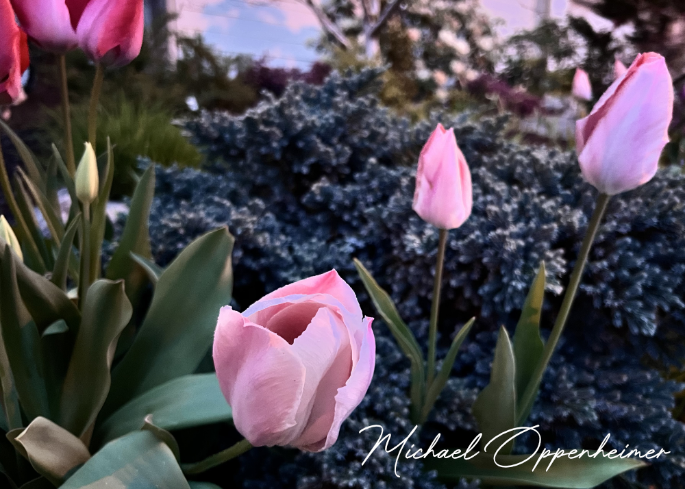 flowers0468