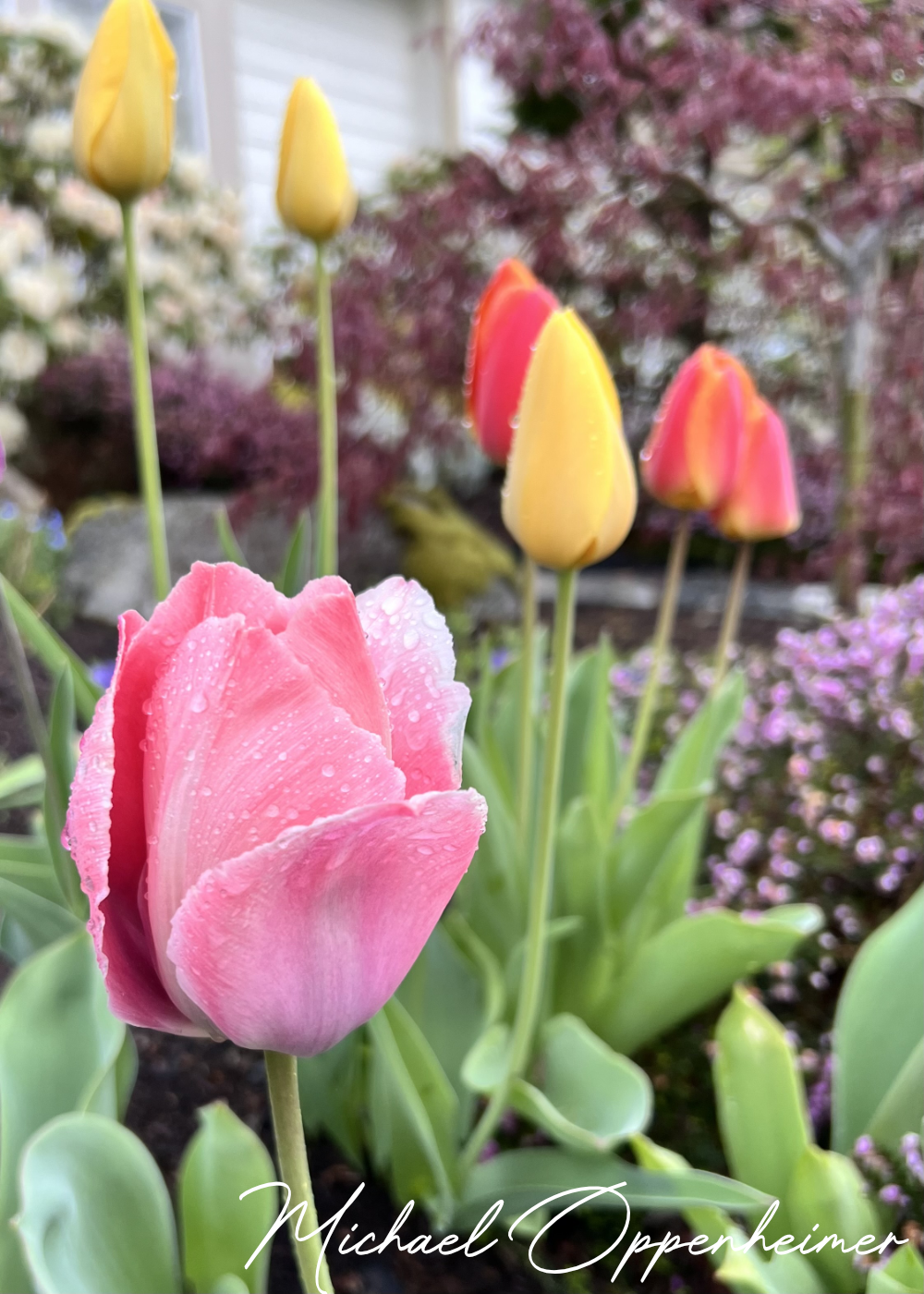 flowers0489
