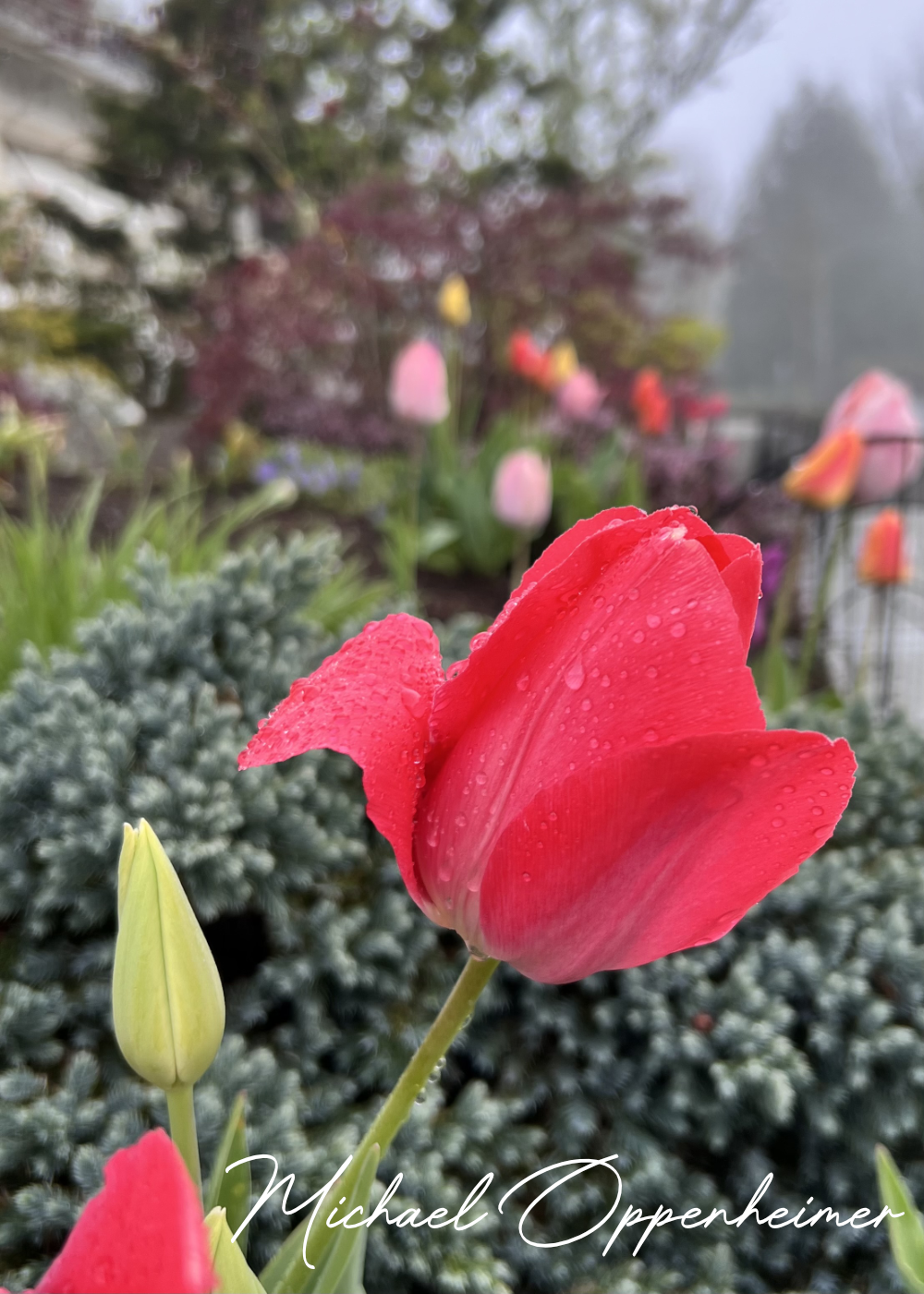flowers0496