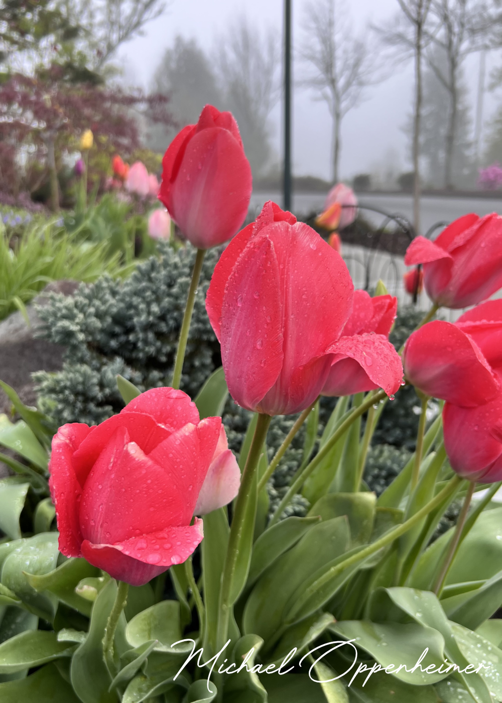 flowers0497