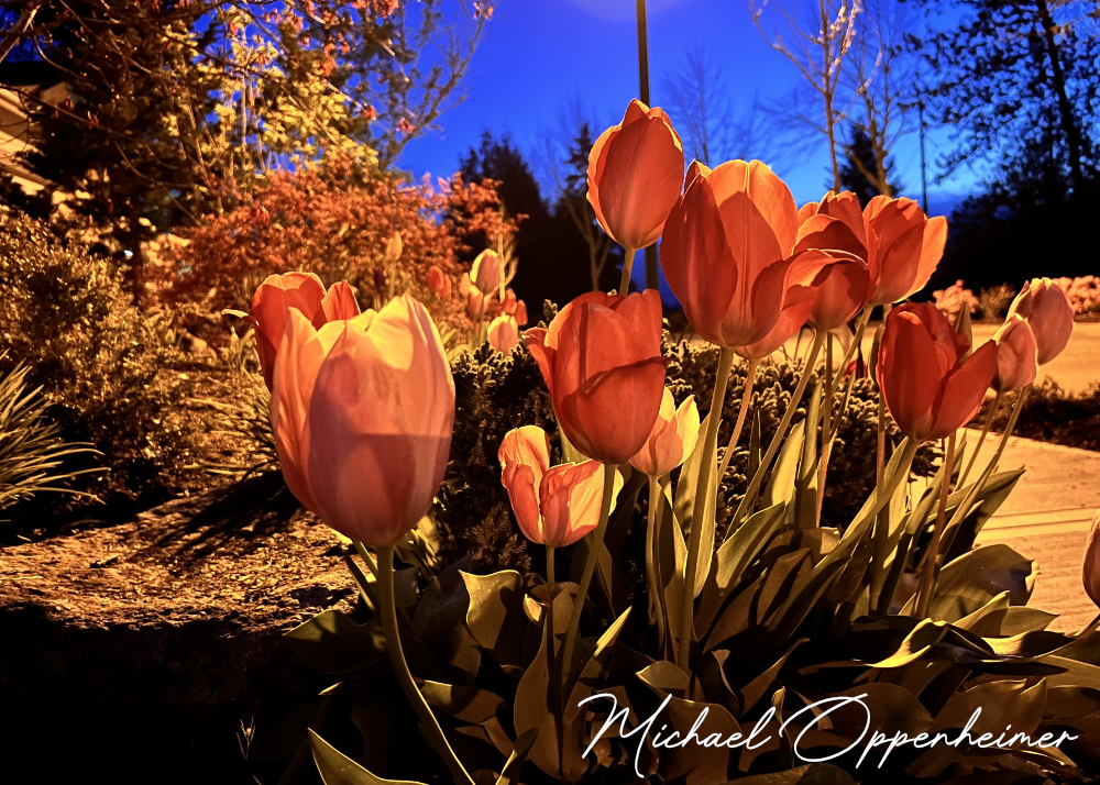 flowers0502