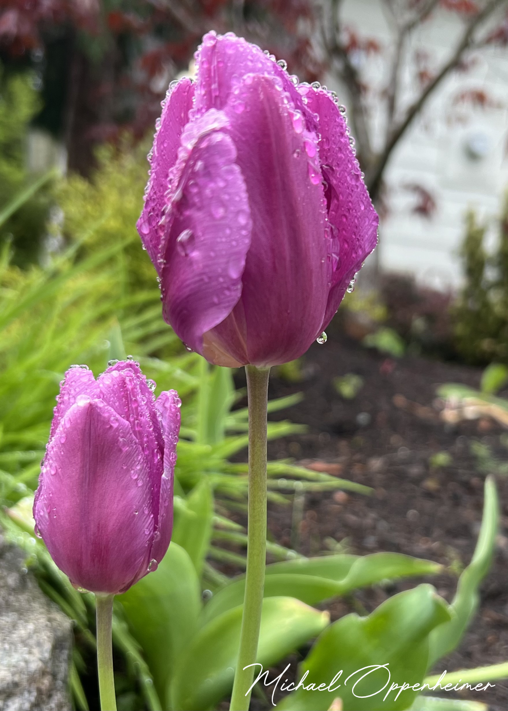 flowers0538