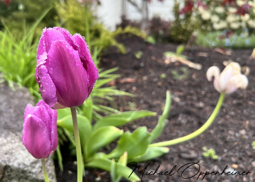 flowers0541