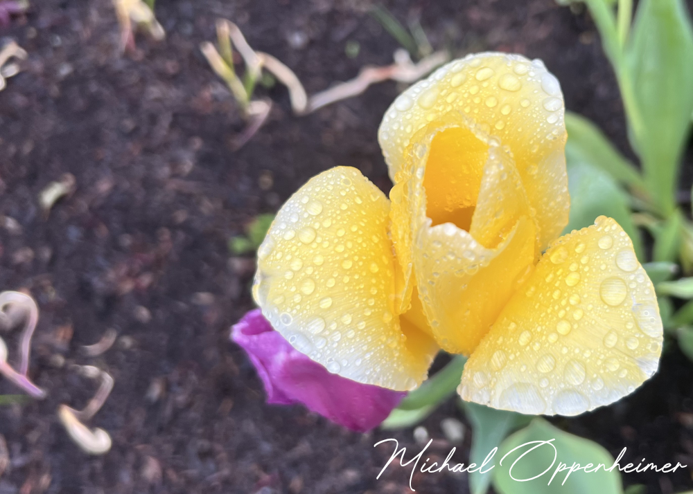 flowers0552