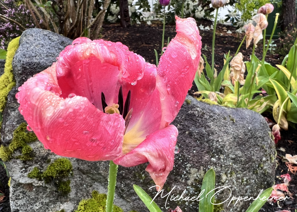 flowers0554