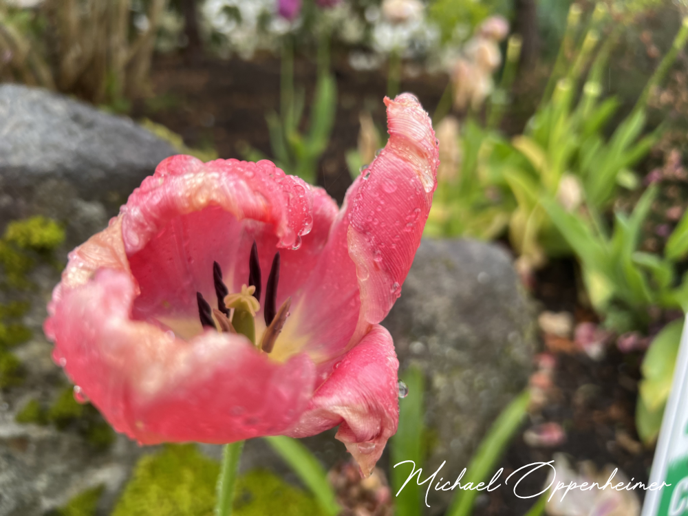 flowers0556