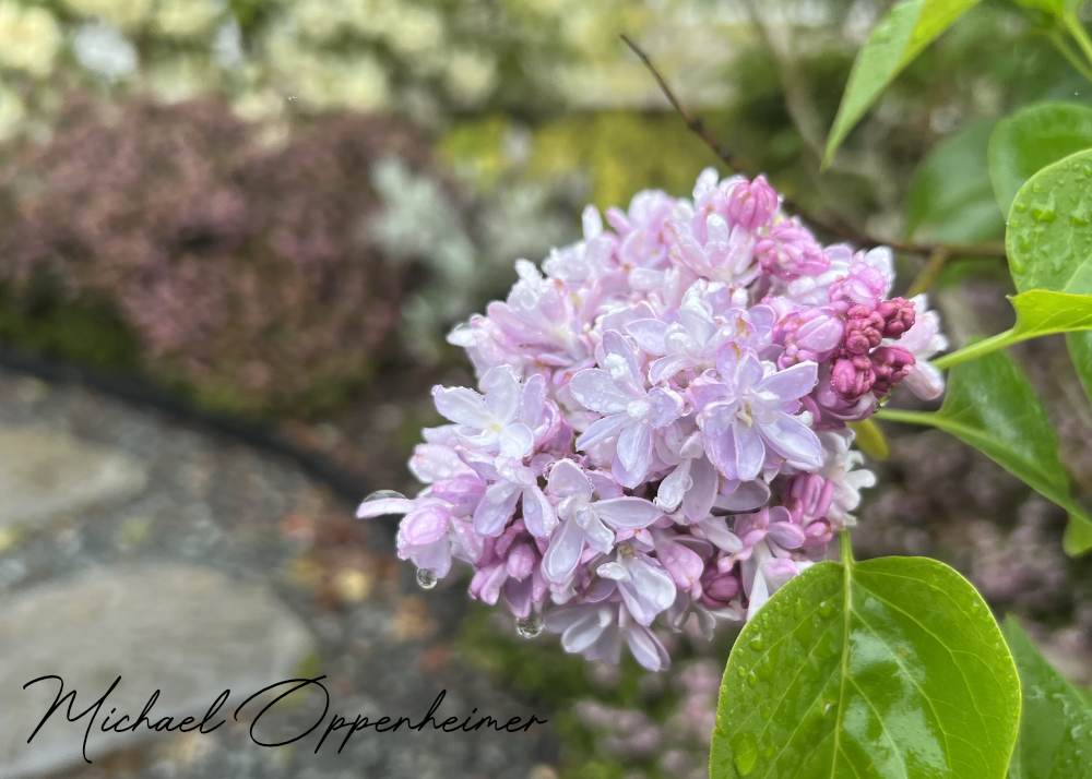 flowers0559