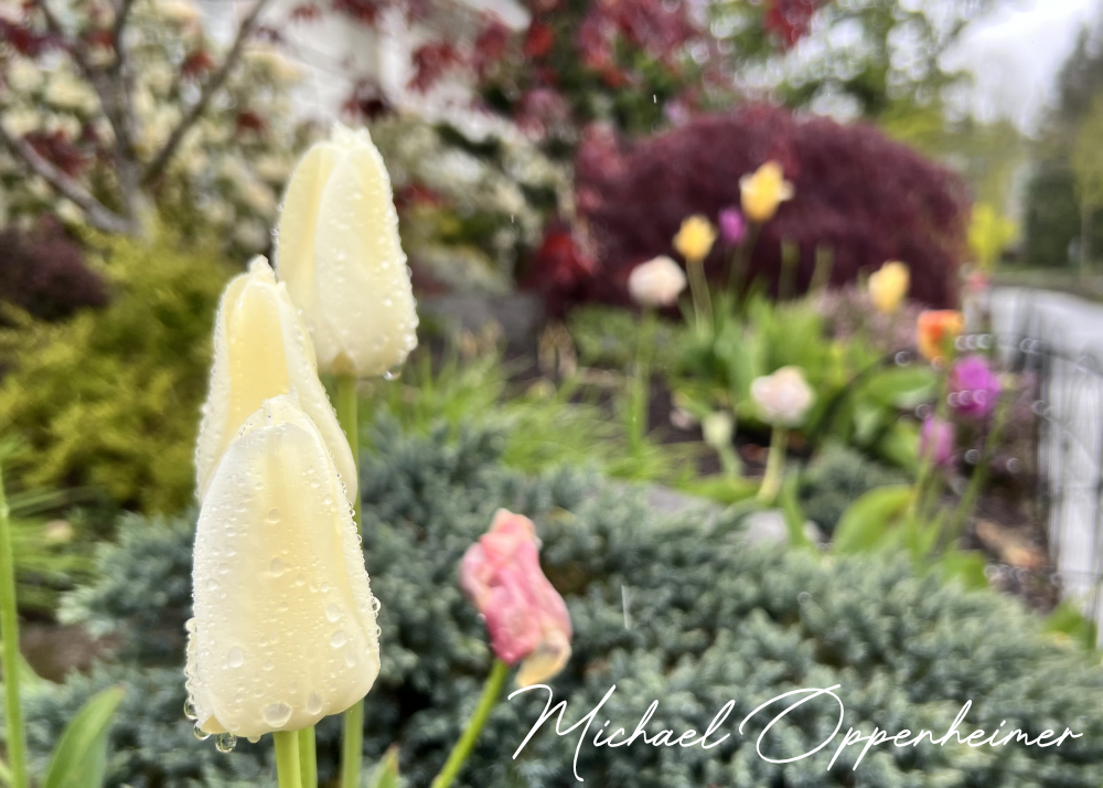flowers0563