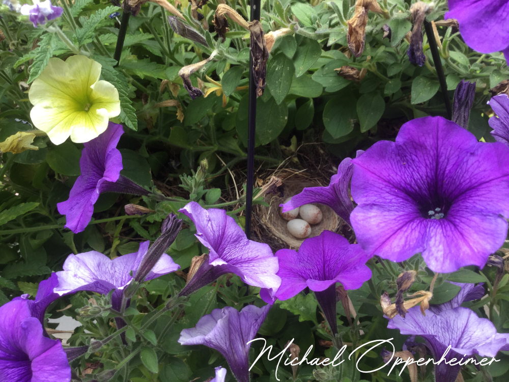 flowers1641