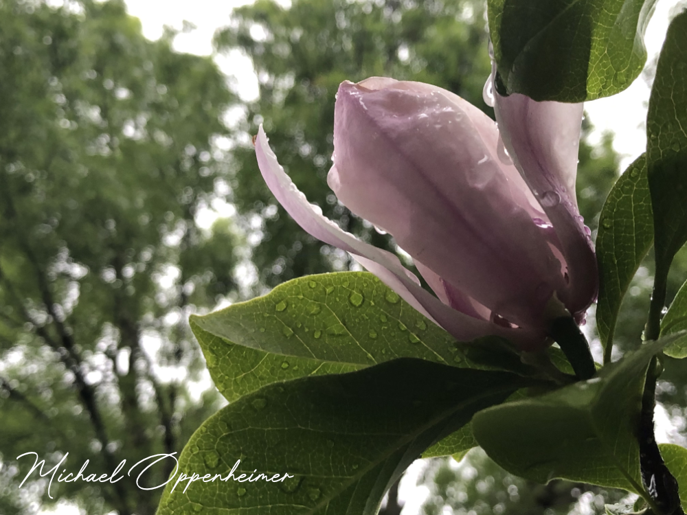 flowers2249
