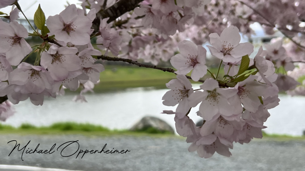 flowers7518