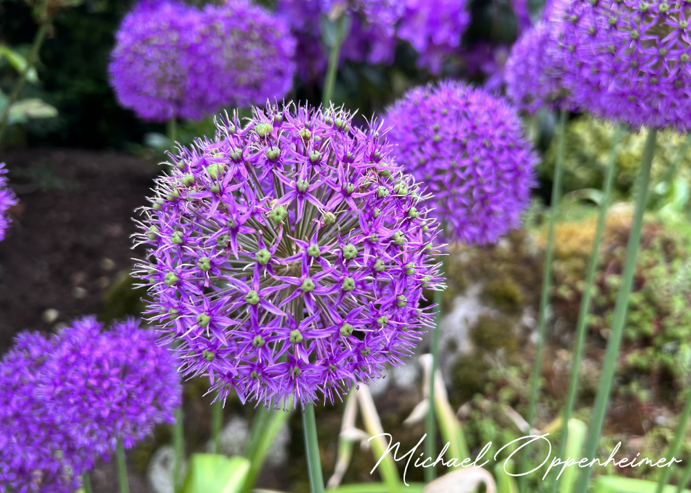 flowers9196